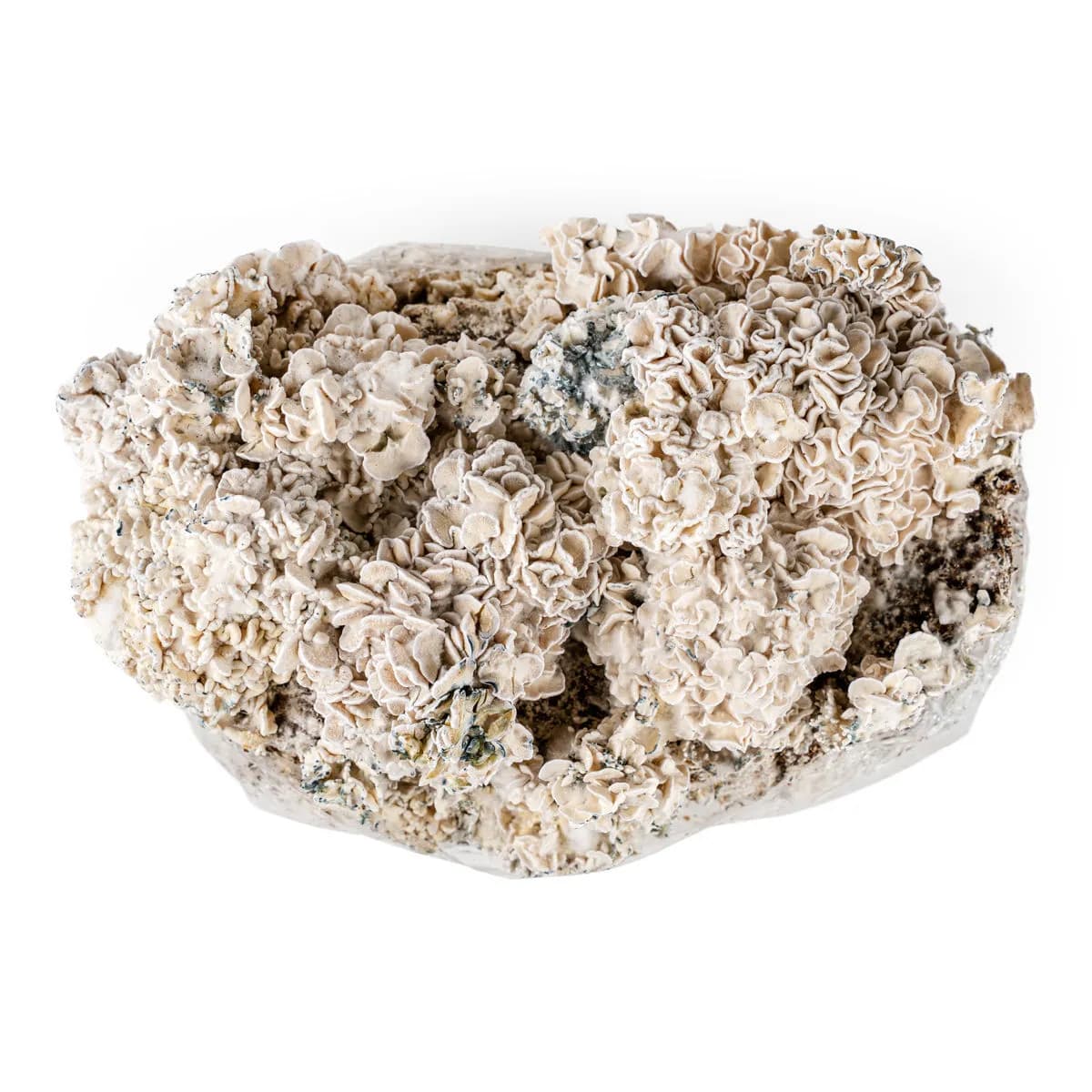 Sachet Ready-2-Grow 'Enigma'