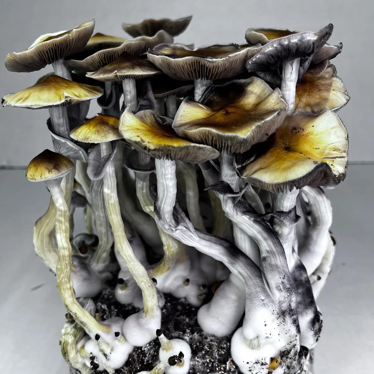 Sac Ready-2-Grow 'McKennaii'