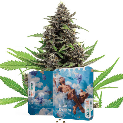 Graines de cannabis féminisées Blue Dream de Azarius