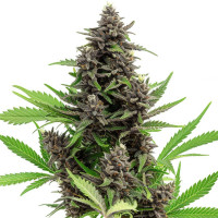 Blue Dream - Cannabis Seeds by Azarius Seeds