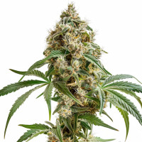 Biscotti - Cannabis Seeds by Azarius Seeds