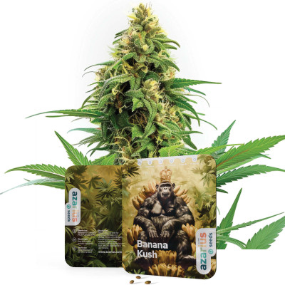 Banana Kush - Graines de cannabis de Azarius Seeds