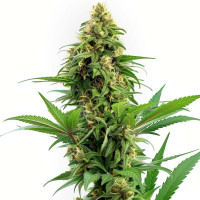 Banana Kush - Cannabis Seeds by Azarius Seeds