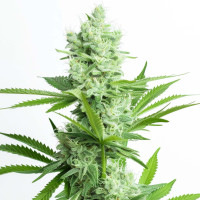 Amnesia Haze - Graines de cannabis de Azarius Seeds