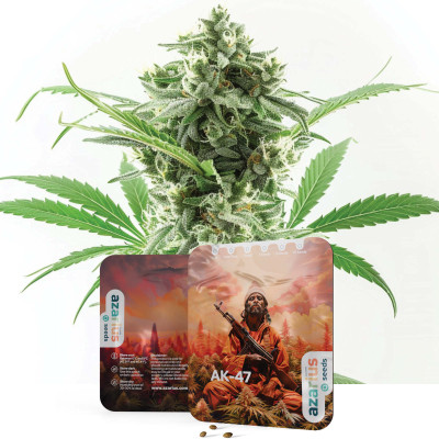 AK-47 - Graines de cannabis de Azarius Seeds