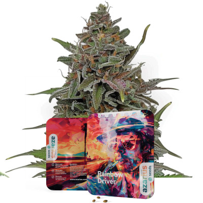 Rainbow Driver - Graines de cannabis de Azarius