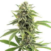 Durban Poison | Cannabis Seeds by Azarius