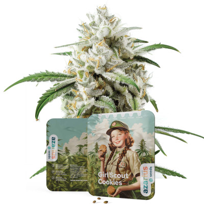 Graines de cannabis féminisées Girl Scout Cookies d'Azarius