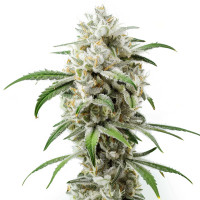 Girl Scout Cookies | Cannabis Seeds by Azarius