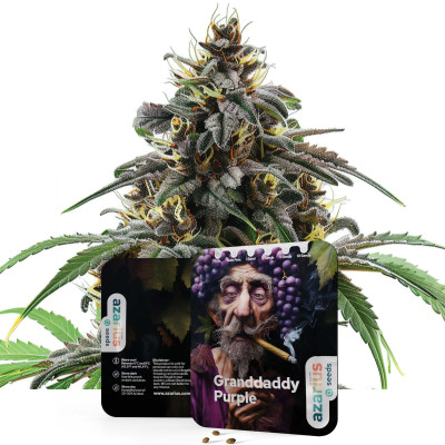 Graines de cannabis féminisées Granddaddy Purple d'Azarius