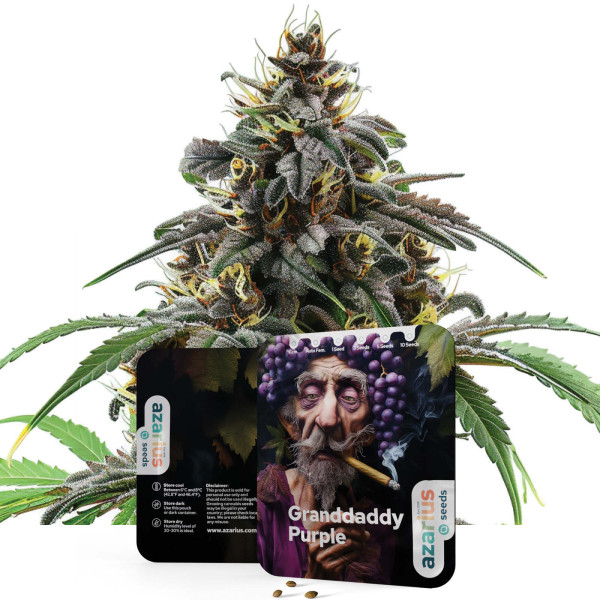 Granddaddy Purple | Cannabis Seeds by Azarius