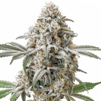 Green Crack | Cannabis Seeds by Azarius