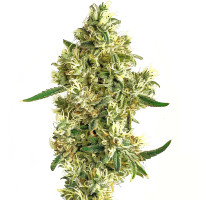 Moby Dick | Cannabis Seeds by Azarius