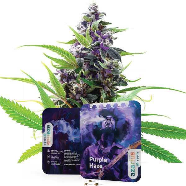 Graines de cannabis féminisées Purple Haze d'Azarius