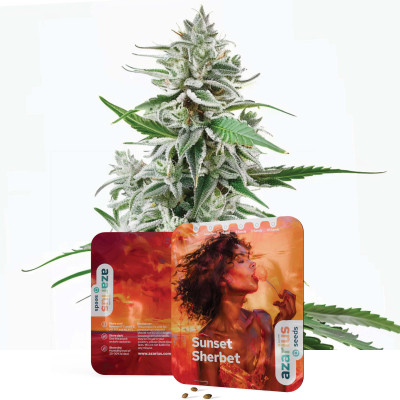 Graines de cannabis féminisées Sunset Sherbet d'Azarius