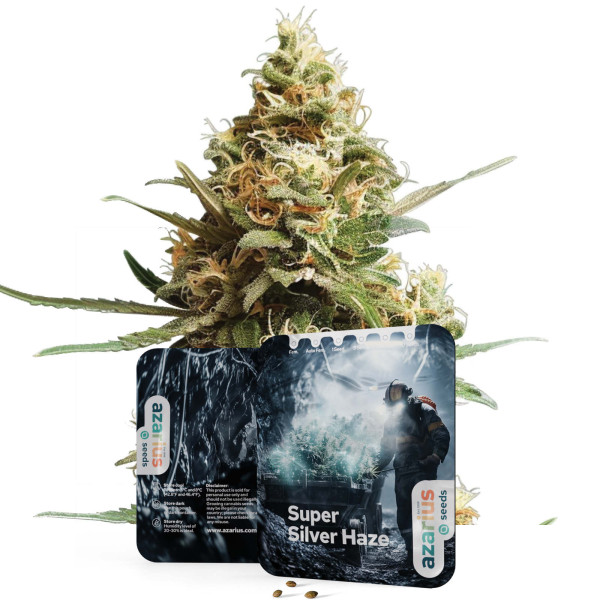 Graines de cannabis féminisées Super Silver Haze d'Azarius