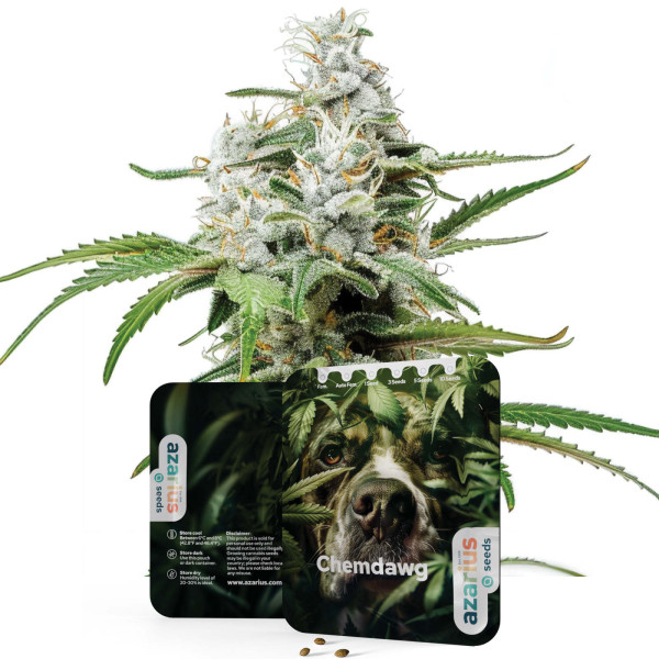 Chemdawg | Cannabis Seeds by Azarius Seeds