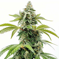 Apple Fritter Auto | Graines de cannabis par Azarius