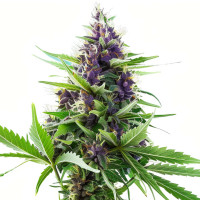 Blueberry Auto | Graines de cannabis d'Azarius