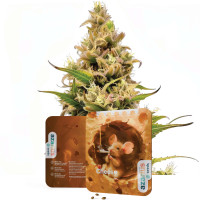 Cheese Auto | Graines de cannabis Azarius