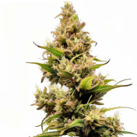 Cheese Auto | Graines de cannabis Azarius