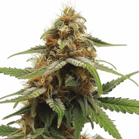 Cherry Pie OG Auto | Graines de cannabis d'Azarius