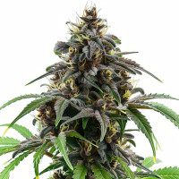 Granddaddy Purple Auto | Graines de cannabis d'Azarius