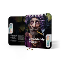 Granddaddy Purple Auto | Graines de cannabis d'Azarius