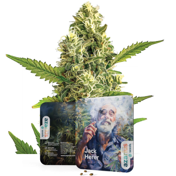 Jack Herer Auto | Graines de cannabis par Azarius