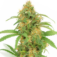 Lemon Haze Auto | Graines de cannabis Azarius