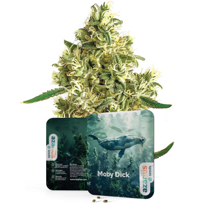 Graines de cannabis féminisées Moby Dick Auto de Azarius