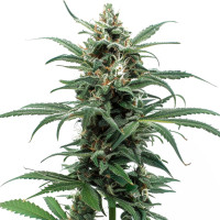 Pink Rozay Auto | Cannabis Seeds by Azarius