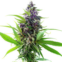 Purple Haze Auto | Graines de cannabis par Azarius