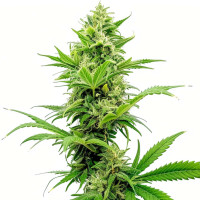 Sour Diesel Auto | Graines de cannabis Azarius