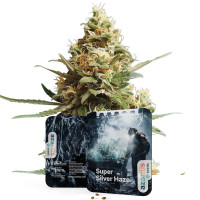 Graines de cannabis féminisées Super Silver Haze Auto de Azarius