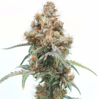 Ice Cream Cake Auto | Graines de cannabis d'Azarius