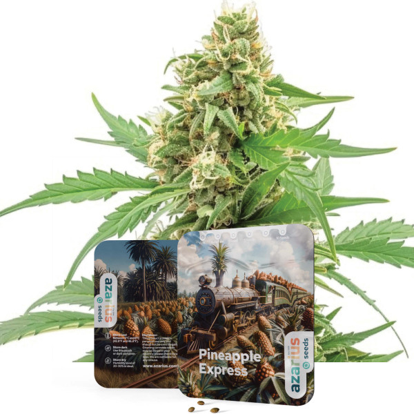 Pineapple Express Auto | Graines de cannabis Azarius