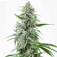 Sunset Sherbet Auto | Graines de cannabis d'Azarius