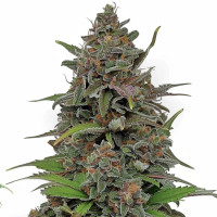 Rainbow Driver Auto | Graines de cannabis d'Azarius