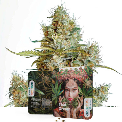 Graines de cannabis féminisées Thai Dream de Azarius