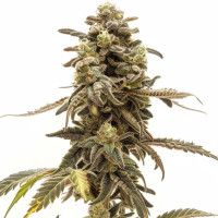 Wedding Cake Auto | Graines de cannabis Azarius