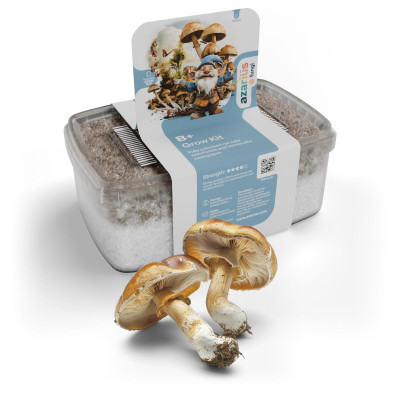 Kit de culture champignon hallucinogène B+ | Azarius