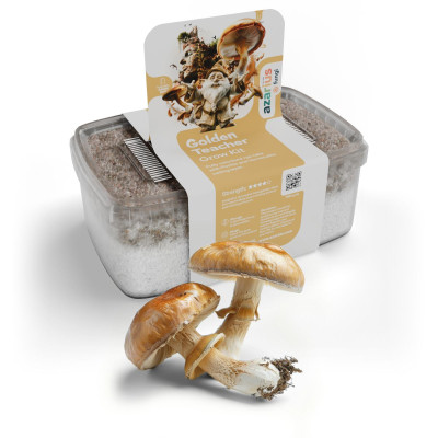 Kit de culture de champignons magiques Golden Teacher | Azarius.