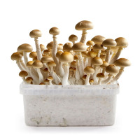 Kit de culture de champignons magiques Golden Teacher | Azarius.