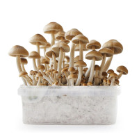 Mazatapec Magic Mushroom Grow Kit | Azarius