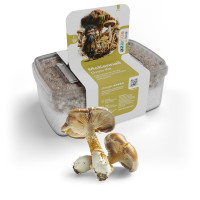 Kit de culture de champignons magiques McKennaii | Azarius