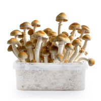 Kit de culture de champignons magiques McKennaii | Azarius