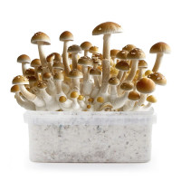 Kit de culture de champignons magiques Treasure Coast | Azarius