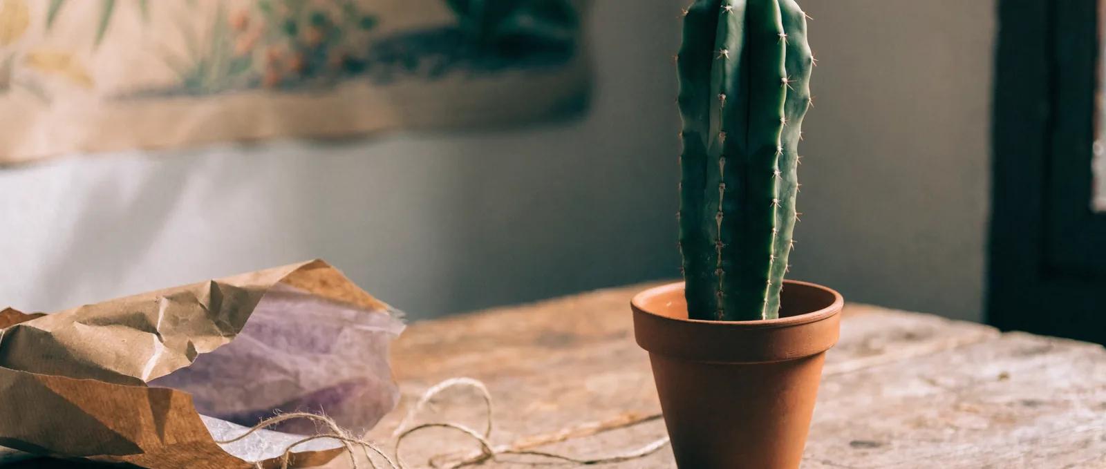 Soin du cactus San Pedro et peyotl : première année
