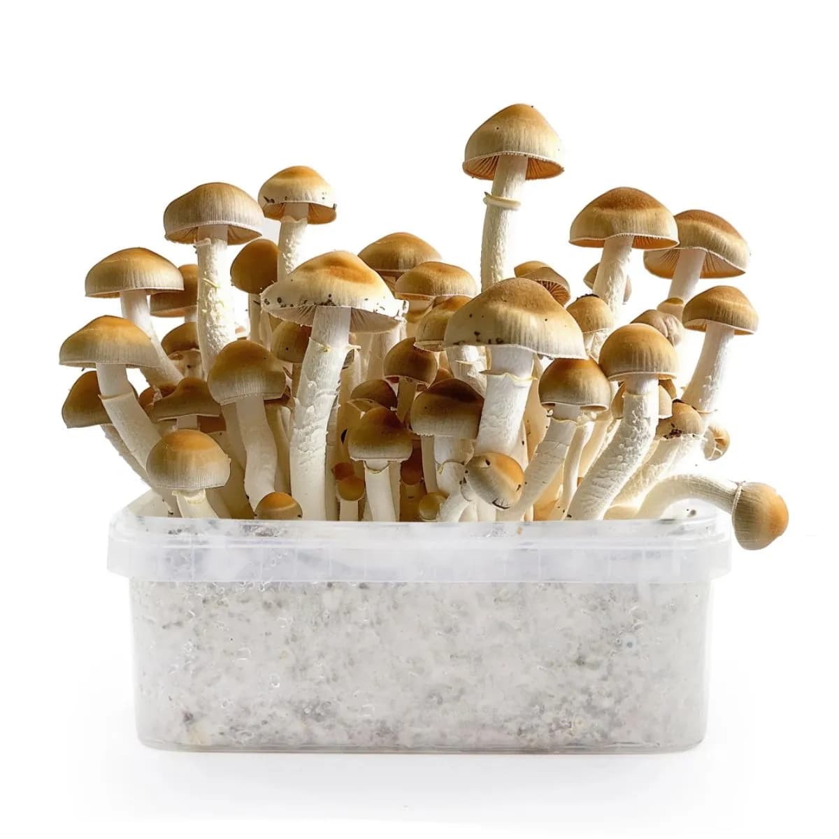 Kit de culture de champignons magiques McKennaii